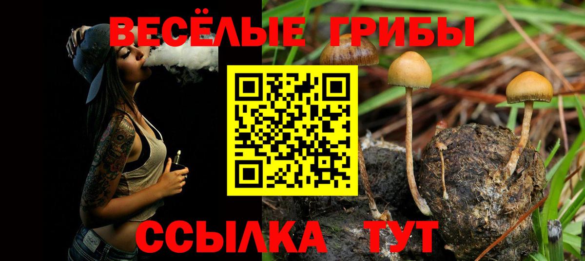 Псилоцибиновые грибы Cubensis Сарапул